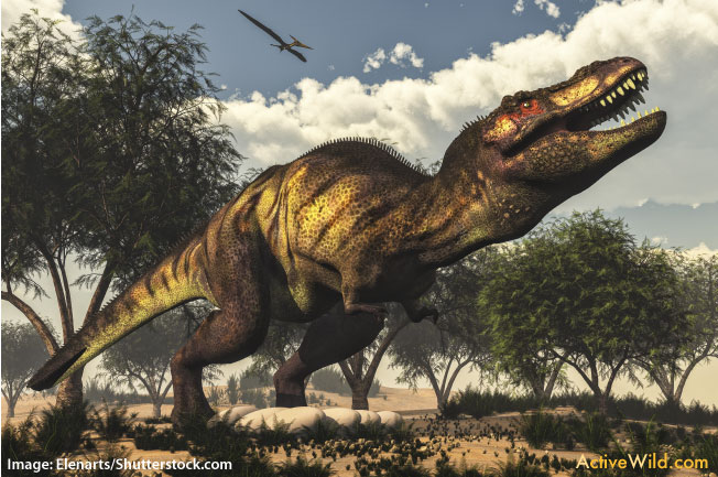 Ankylosaurus predator T Rex
