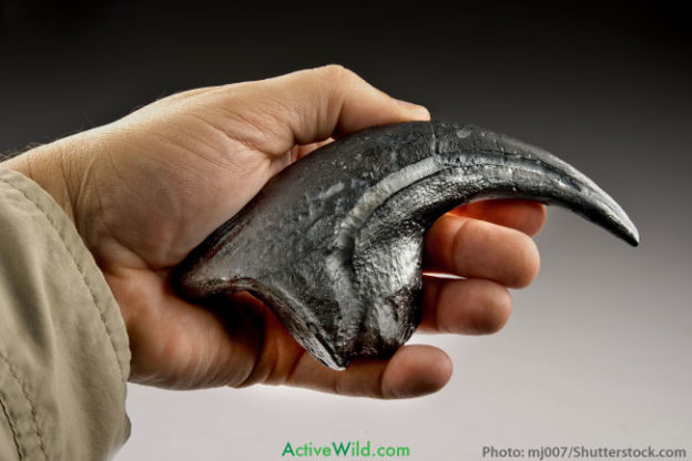 Velociraptor Facts For Kids Students Adults With Pictures Information velociraptor-facts-for-kids-students-adults-with-pictures-information