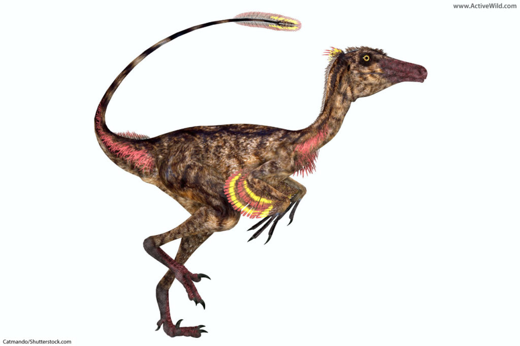 Troodon dinosaur names with pictures