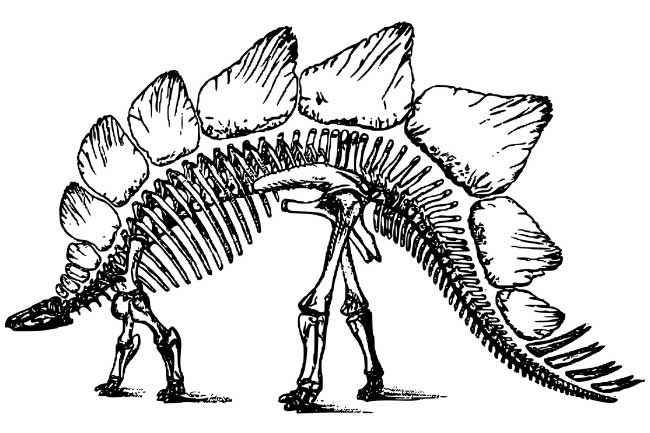 How did the dinosaurs go extinct Skeleton