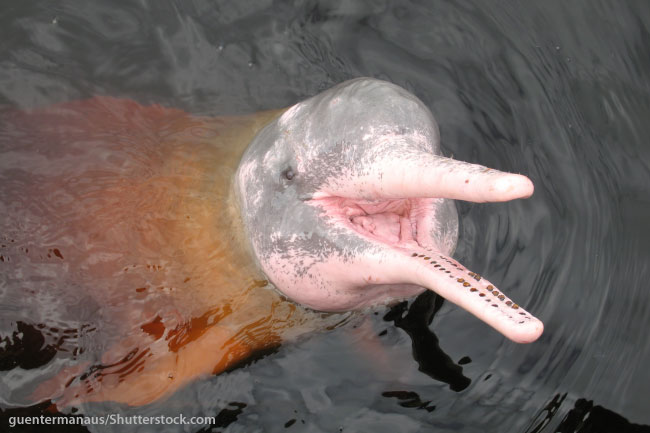 Is a Dolphin a Mammal? Are Dolphins Mammals? Find Out With Pictures & Fun  Facts