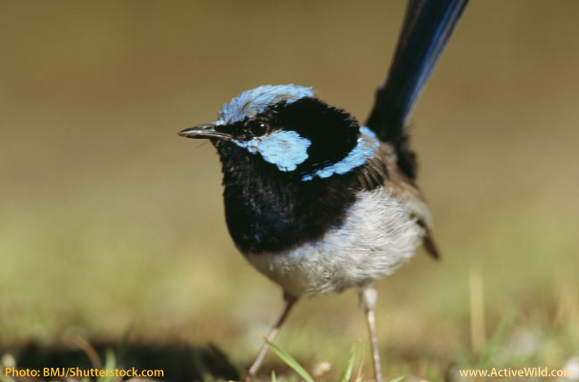 Are Birds Mammals? Find Out In This Definitive Guide!