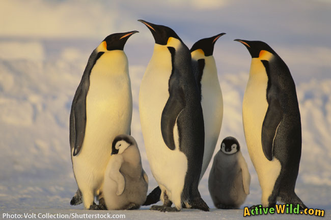 Emperor Penguin babies