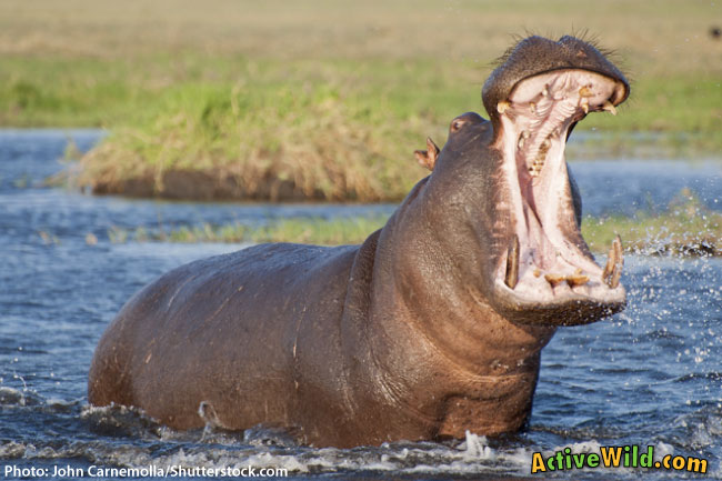 Hippo Showing Teeth