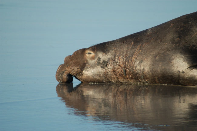 Elephant Seal Nose