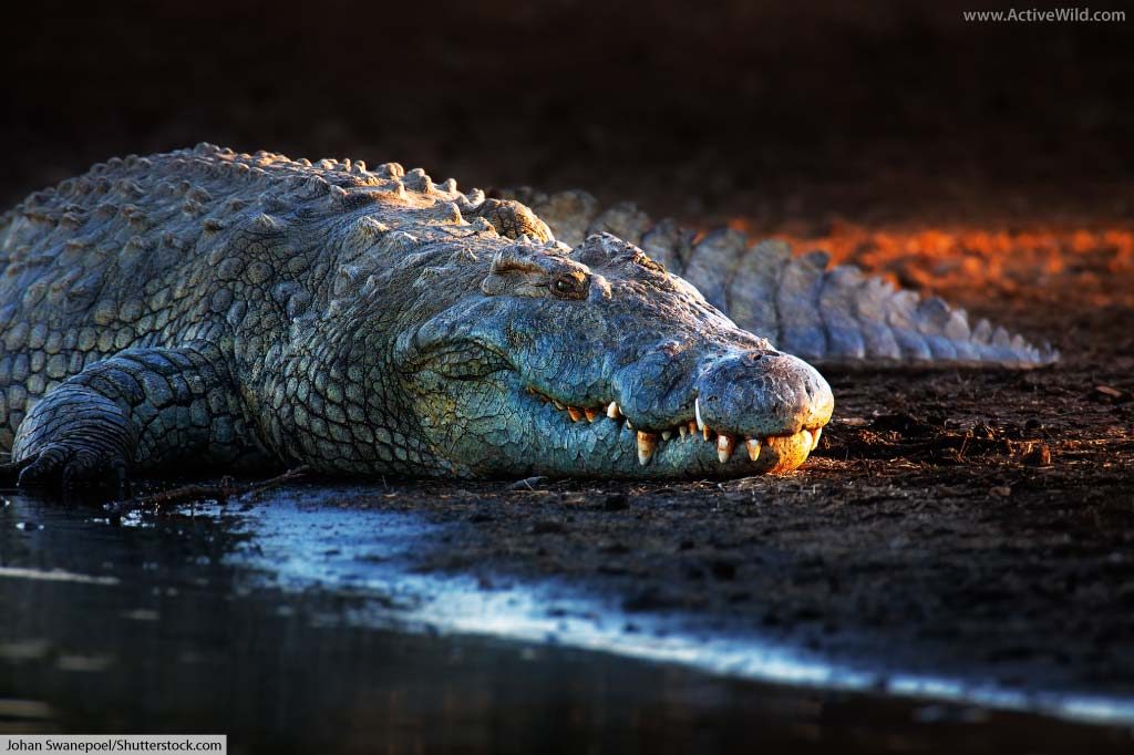 List of Crocodiles in Africa