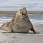 Online Zoo: Southern Elephant Seal