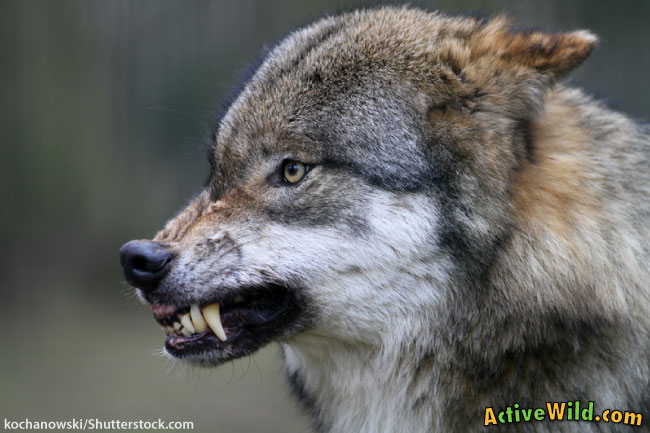 Wolf Snarling