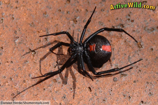 Australian Redback Spider