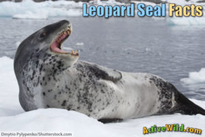 Leopard Seal Facts For Kids &amp; Adults: Pictures, Information &amp; Video