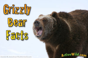 Grizzly Bear Facts For Kids &amp; Students: Pictures, Information &amp; Video