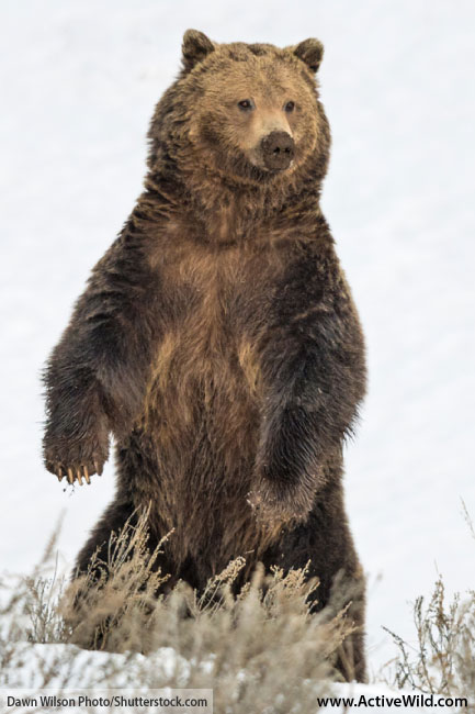 Grizzly Bear Standing