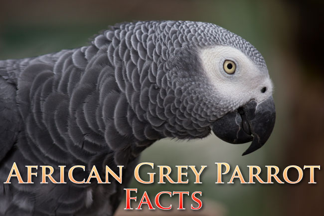 African Grey Parrot Facts For Kids and Students
