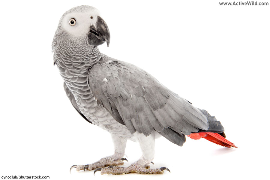African Grey Parrot Facts For Kids & Students: Pictures, Information &  Video. Discover the endangered talking parrot that can learn 100 words!