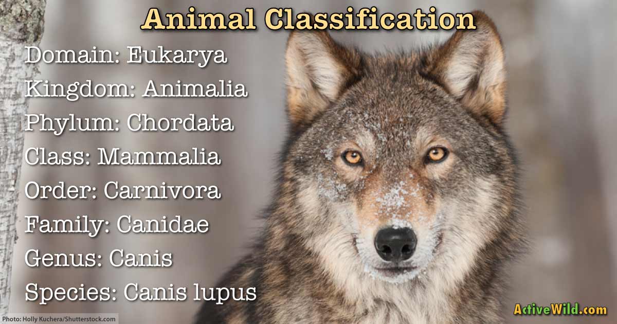 Animal Classification For Kids And Students: How We Make Sense Of The Animal  Kingdom By Naming And Grouping Species.