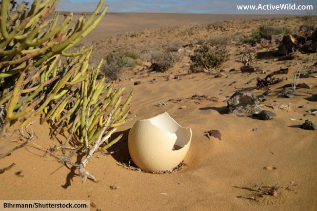 Ostrich Egg In Desert