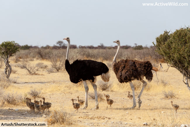 Ostrich Male And Female