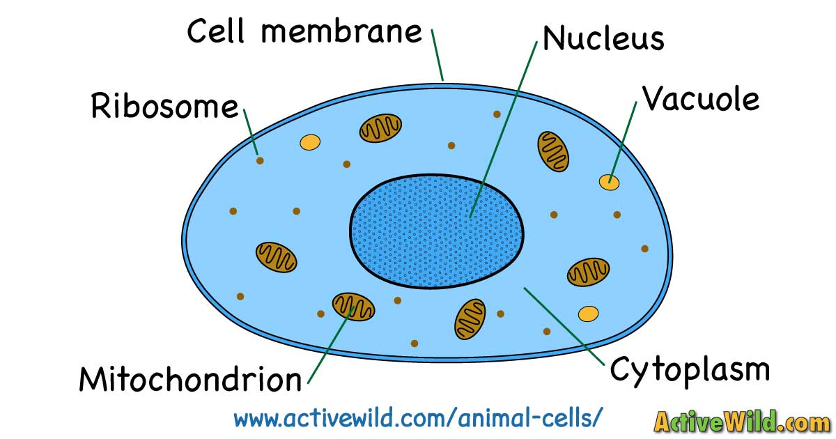 What Is An Animal Cell? Facts, Pictures & Info For Kids & Students.