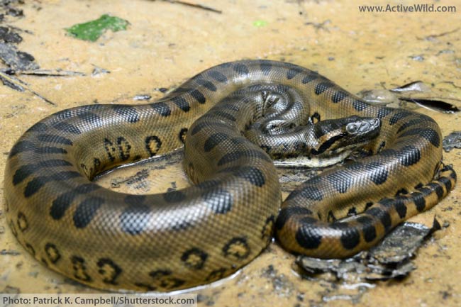 Green Anaconda Rainforest Snake