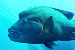 Humphead Wrasse Facts, Pictures & Info: Coral Reef Endangered Fish