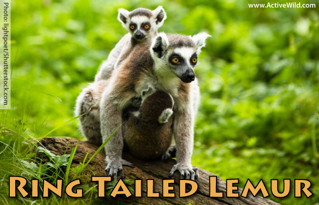 Ring tailed lemur facts