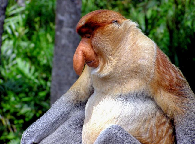 male proboscis monkey