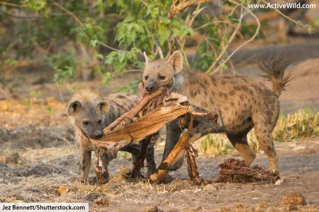 spotted hyena cubs