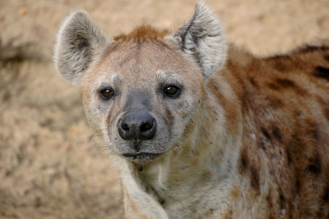 spotted hyena face