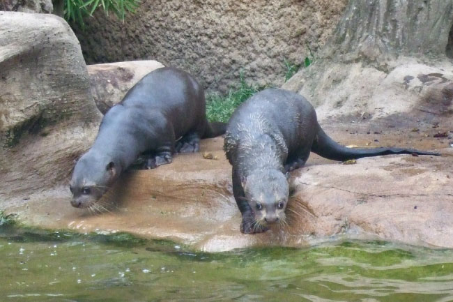 giant otters