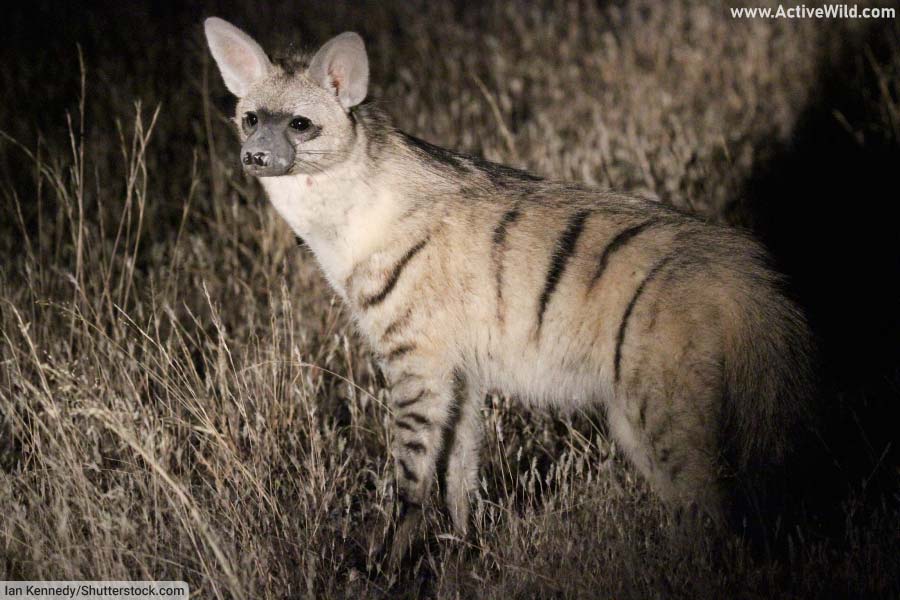Aardwolf Facts, Pictures, Information & Video: The Insect-Eating Hyena