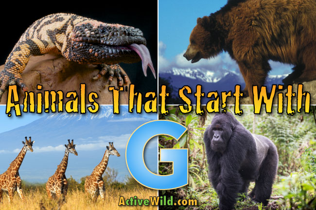 animals that start with g