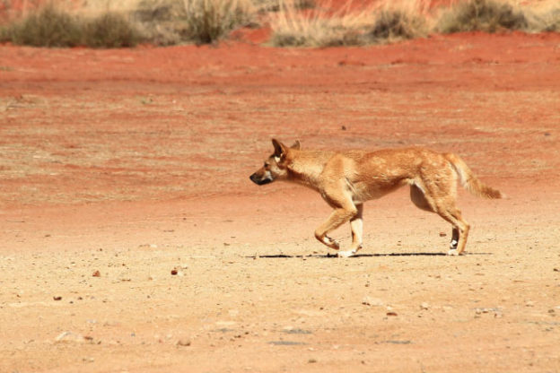 Animals That Start With D: List With Pictures And Facts. Find Animals