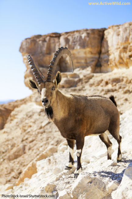ibex nubian