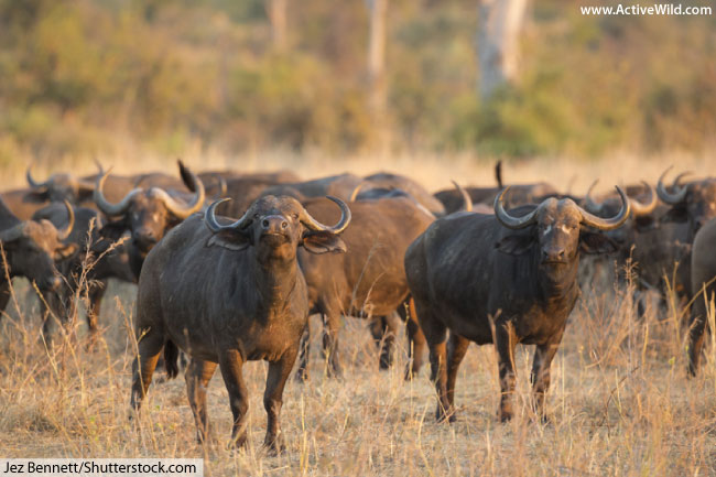 African buffalo Facts, Pictures, Video & In-Depth Information For Kids &  Adults