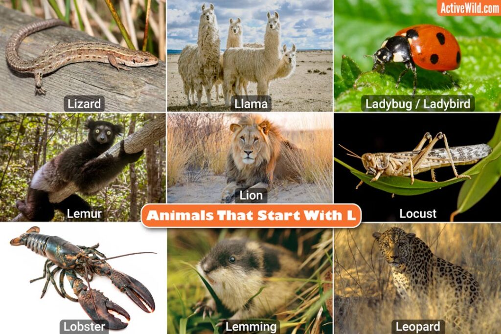Animal Lists Archives - Active Wild