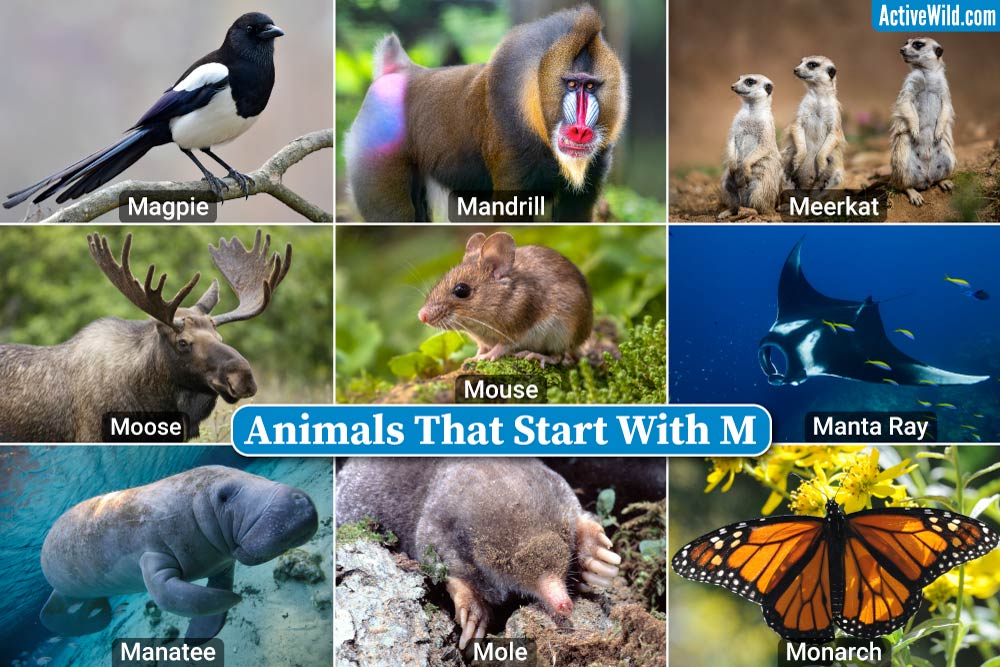 Animals That Start With M: List With Pictures & Interesting Facts