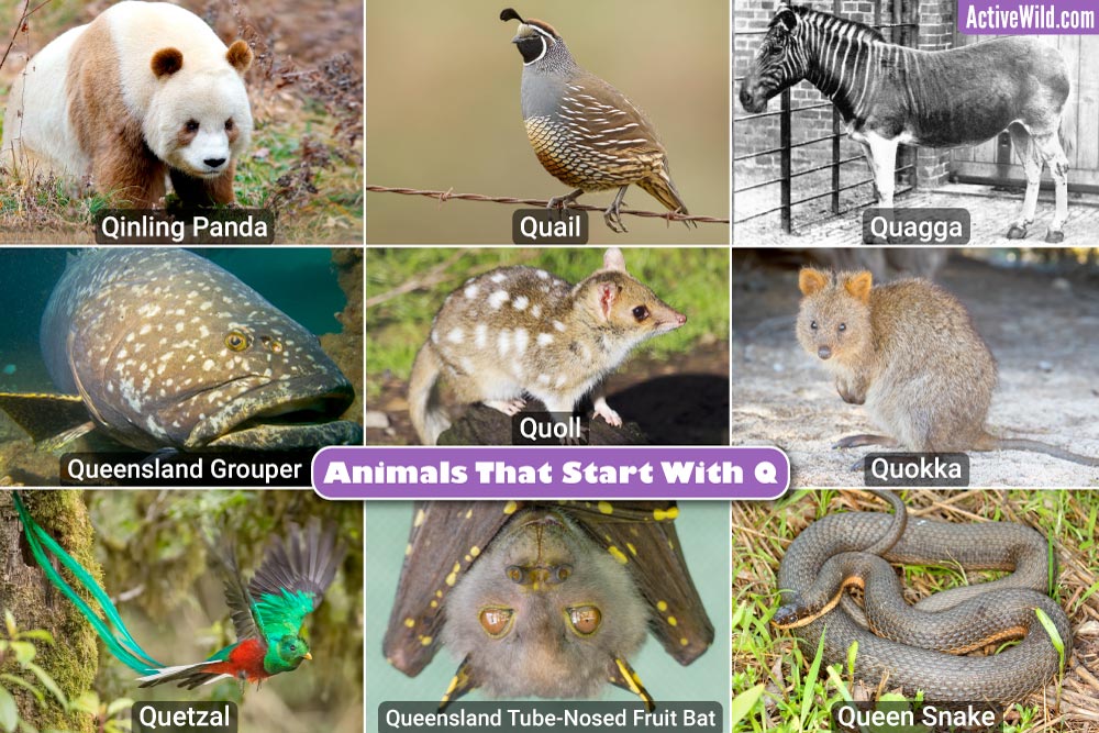 Animals That Start With Q: List With Pictures & Interesting Facts