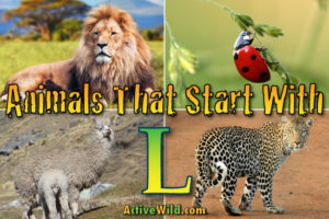 Animals That Start With E: List With Pictures & Interesting Facts