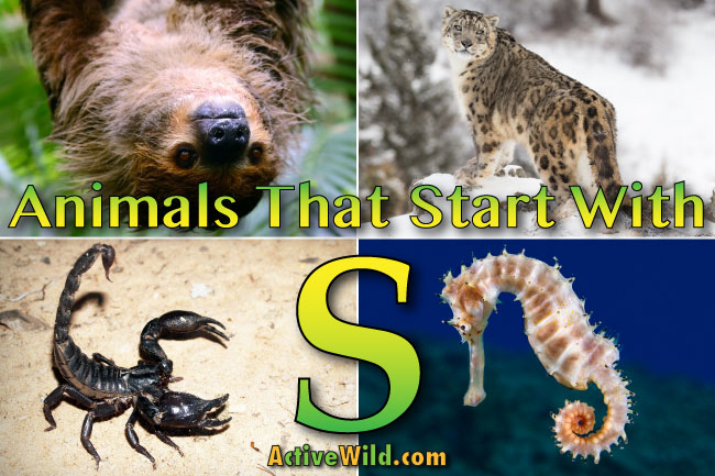 Animals That Start With S: List Of Amazing Animals Beginning With S