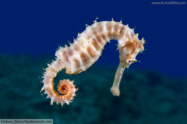 common seahorse