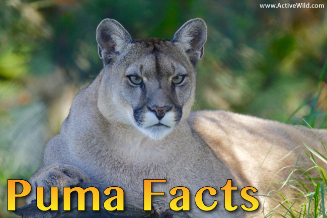 Puma Facts For Kids Students Adults With Pictures Video Information