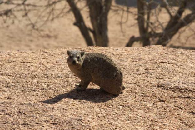 Dieren die beginnen met R: Lijst van ontzagwekkende dieren die beginnen