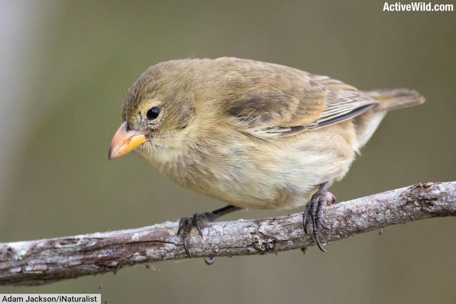 Woodpecker Finch Darwins Finch Species