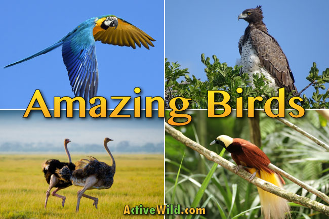 amazing birds