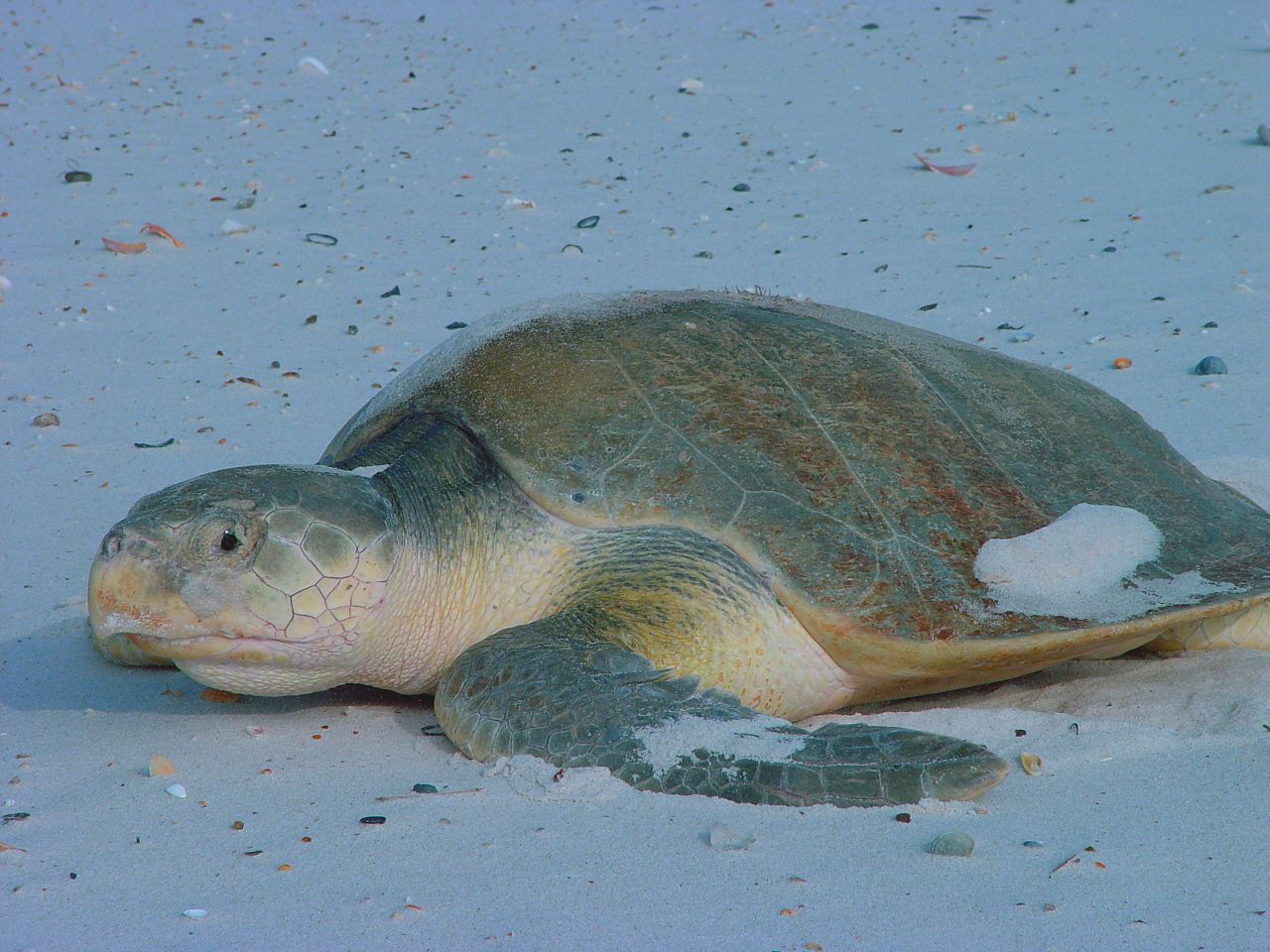 Kemp s Ridley Sea Turtle Facts Pictures Information For Kids Adults Kemp s Ridley Sea Turtle Facts Pictures Information For Kids Adults