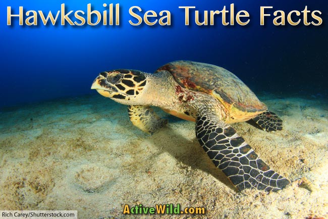 hawksbill sea turtle facts