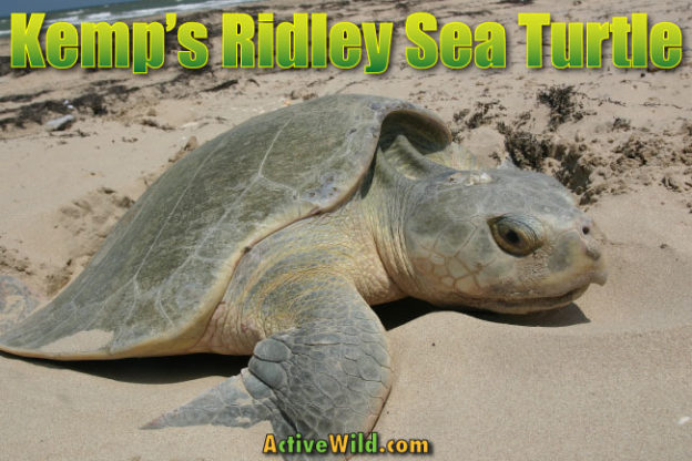 Kemp’s Ridley Sea Turtle Facts, Pictures & Information For Kids & Adults