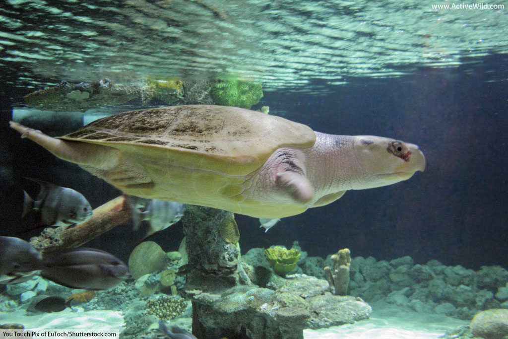 Kemp s Ridley Sea Turtle Facts Pictures Information For Kids Adults