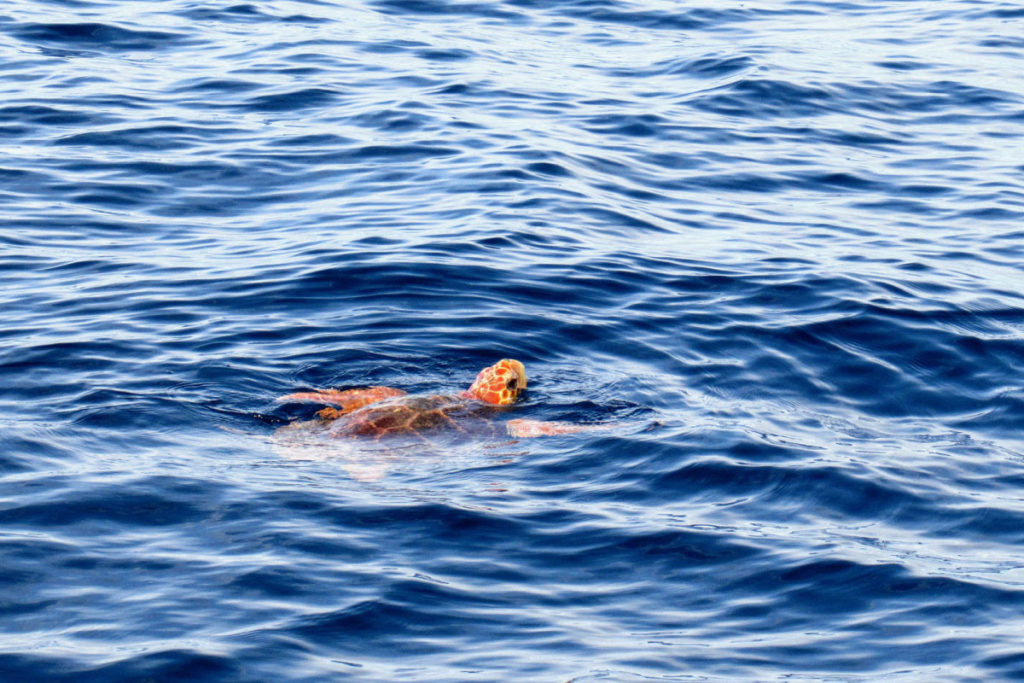 loggerhead sea turtle on surface