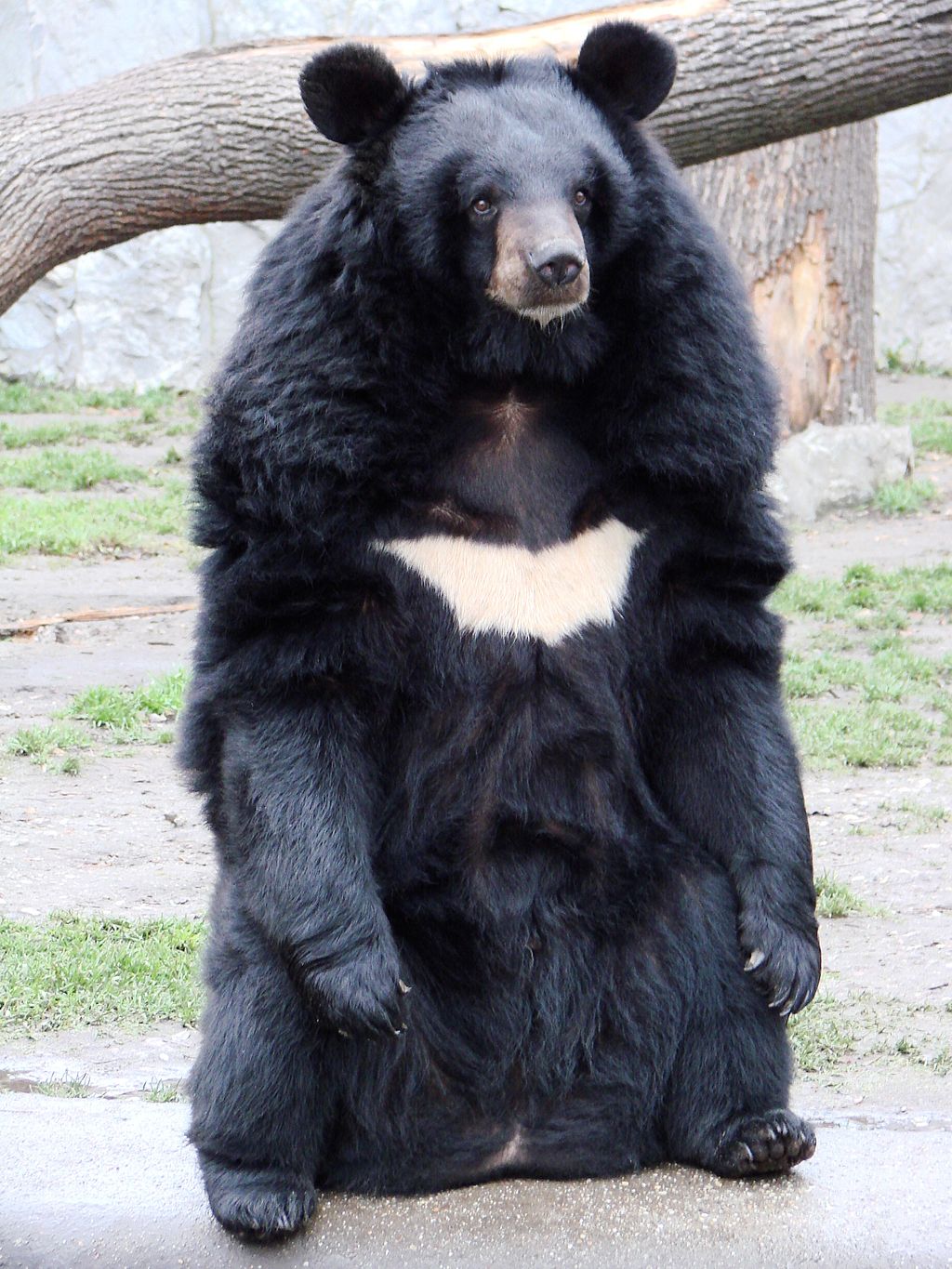 Asian Black Bear Facts, Pictures & In-Depth Information for Kids